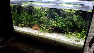 The Dismount: Harvesting An Old Aquarium
