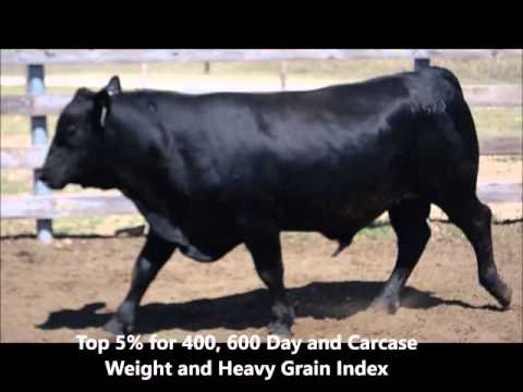 Lot 8 - Stoney Point Kash K578