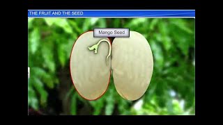 CBSE Class 11 Biology || The Fruit and the Seed || By Shiksha House