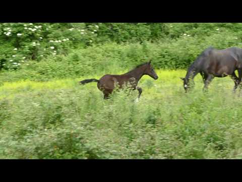 PINK FLOYD FAST KWPN 2020 - SOLIMAN DE HUS x GRIBALDI