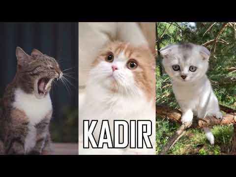 JOYEUX ANNIVERSAIRE KADIR