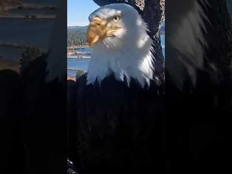 Beloved bald eagle Jackie dies after illness