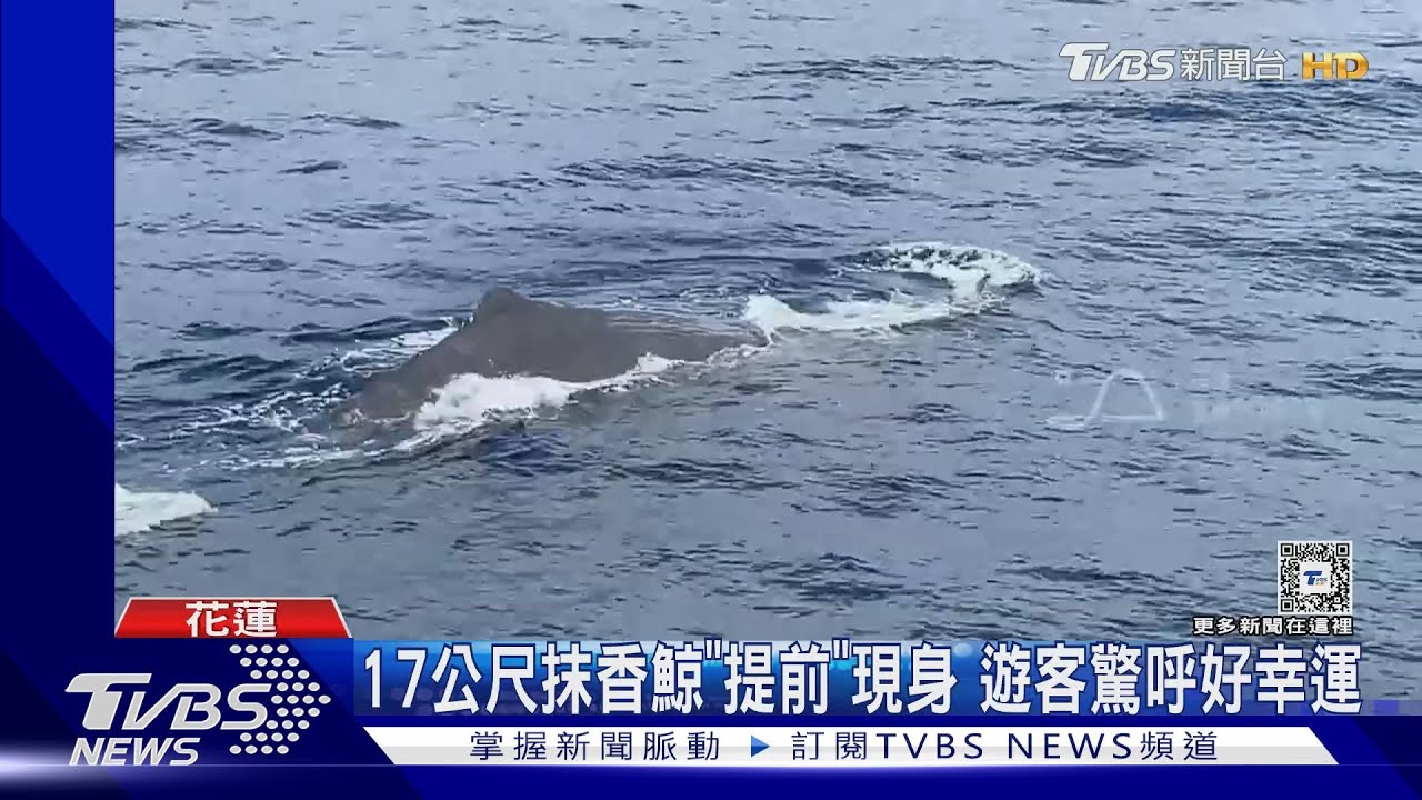 17公尺抹香鯨「提前」現身 遊客驚呼好幸運