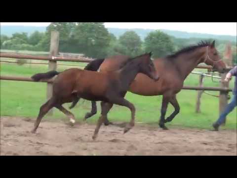 *2017 Stutfohlen von Don Nobless - Hotline