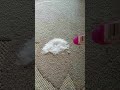 Baking soda & vinegar carpet stain busting!!! #shorts