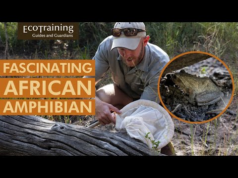 The Southern Foam-Nest Frog | Fabulous Frogs