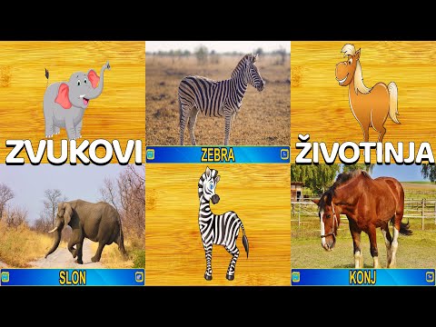 Zvukovi Zivotinja 🔵 Ucimo Zivotinje 🟡 Edukativni Programi Za Djecu 🔵 Pepi TV Životinje za decu