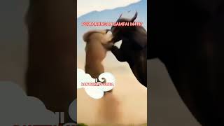 Download lagu pertarungan  banteng vs singa #hewanpeliharaan mp3
