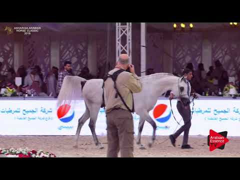 N.254 BASSAM AM - Asharqia Classic 2018