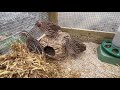 Quail Tails #19 How I keep quail as pets and a look at their run environment