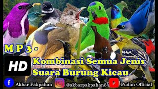 Download lagu MASTERAN KOMBINASI & KOMPILASI SEMUA JENIS SUARA BURUNG KICAU - MATERI LENGKAP PALING BANYAK DICARI mp3 Download lagu MASTERAN KOMBINASI & KOMPILASI SEMUA JENIS SUARA BURUNG KICAU - MATERI LENGKAP PALING BANYAK DICARI mp3