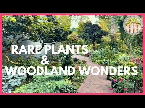 40 年以上にわたる壮大なレガシー ガーデン ツアー - 乾燥した日陰に適した植物、ヒントとコツ、専門家の組み合わせ