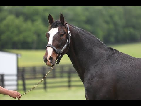 2024 USTrotting -- Stallion Series -- Part 1 Sweet Lou