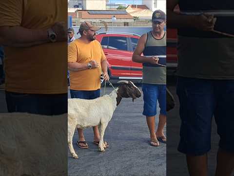 Feira do bode em Desterro paraíba