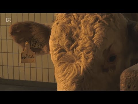 Beste Erbanlage: der Superbulle von Höchstadt | BR24