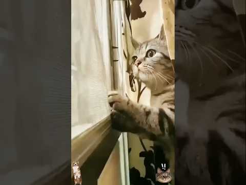 Cat funny 🤣😂#cats #catvideos