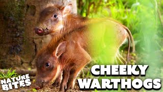 Download lagu Baby Warthogs have a Naughty Nibble on Dad’s Tail | Secret Life of the Zoo | Nature Bites mp3