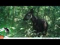 Female Okapi On Camera Trap In Okapi Wildlife Reserve
