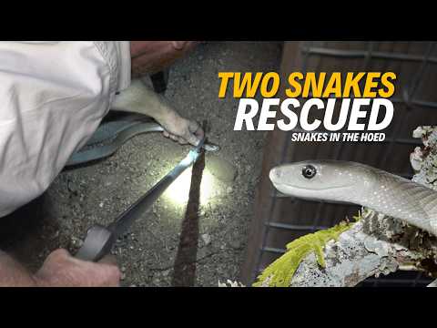 Big Black Mamba in Aviary! | Snake Found in Bedroom