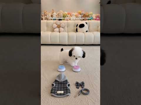 Yo le preparo los outfits y Frida me los aprueba… o me los rechaza#perros #pets #puppy #animales#dog