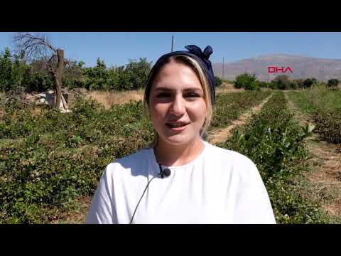 Dondurma yerken tanıştığı aronya bitkisinin üreticisi oldu