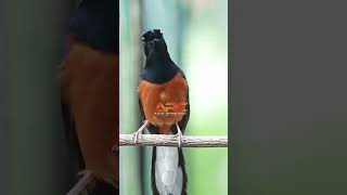 Download lagu PRENJAK SAMBUNG CILILIN mp3