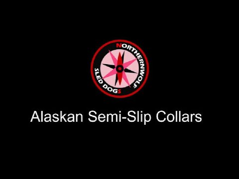 Sled Dog Alaskan Semi Slip Collars