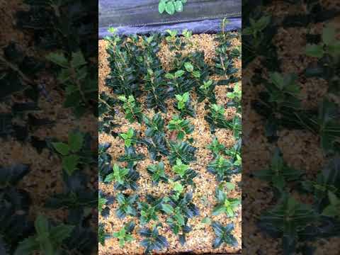 盆栽の育て方 実践的な剪定のヒント リガチャー