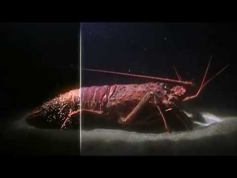 Shape of Life: Marine Arthropod Body Plan (Animation)