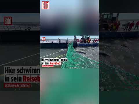 Exklusive Aufnahmen! Hier schwimmt der Buckelwal Timmy von ganz allein in die Barge! | #shorts