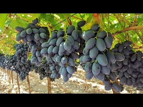 wow! Amazing new Agriculture Technology Grape