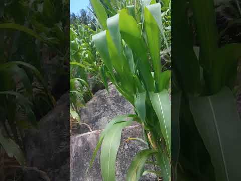 Correntes Pernambuco, sítio do sogro 