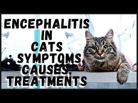 Encephalitis In Cats