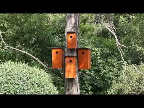 Mesterségesodú-fa felderítése / Nestbox-tree with Common Starling and Great Tit, Budapest (2014.05.)