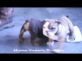 English Bulldog dogs for sale: Kendra - Video 1