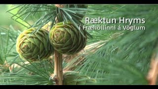 Hrymur í ræktun