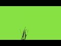 Blood Squirt Up Green Screen Effect Friends Company Hamza Db