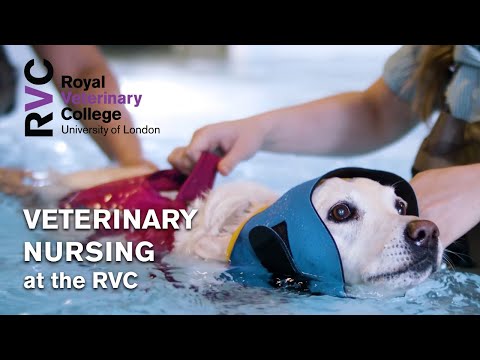 Veterinary Nursing at the RVC