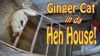 Ginger Cat Explores Chicken Coop