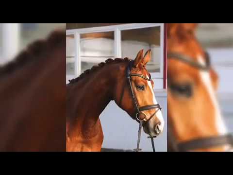 3-Jährige Stute von Bretton Woods x Abanos - zu verkaufen