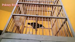 Download lagu poksay rowo super gacor cor mp3