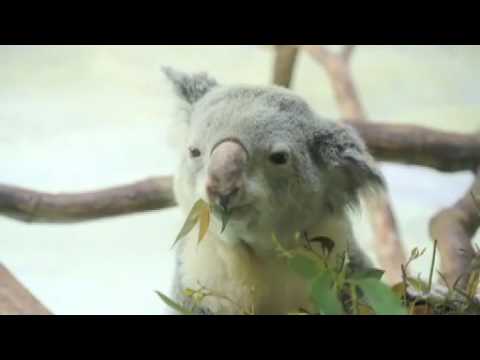 動物園のコアラ