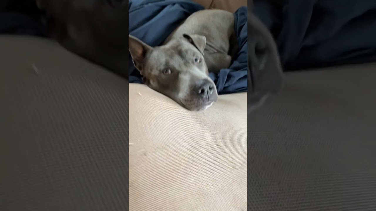 Enlarge Scuba Steve, a Adoptable mixed breed in Columbia, MO video 6/6