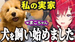 ワンちゃんを飼い始めたアンジュの実家/駄々こねアンジュのCパート【アンジュ切り抜き/アンジュ・カトリーナ/にじさんじ】