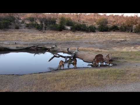 Djuma: Nyala herd drinking  - 17:11 - 08/01/18