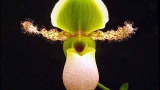 Candilejas  Jose Jose