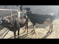 Animals Meeting Crossing Meeting Farming Village Meeting Buffalo Meeting