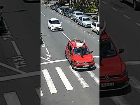 O CACHORRO CAUSOU UM ACIDENTE #shorts