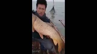 Бакланы для ловли рыб китай
