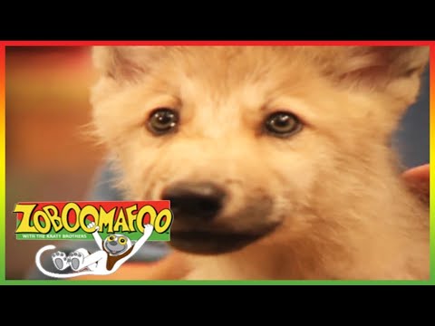 🦁 Zoboomafoo 111 | Fierce Creatures | Animal shows for kids | Full Episode | HD 🦁